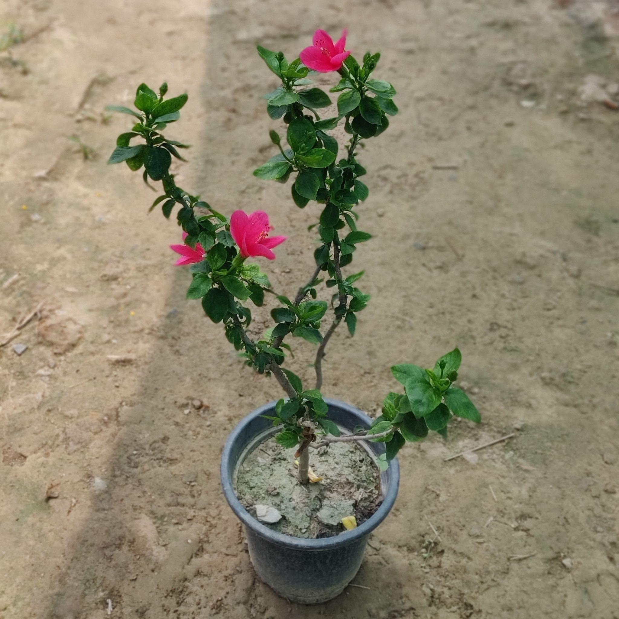 Pink Hibiscus / Gudhal High Choice in 8 Inch Nursery Pot