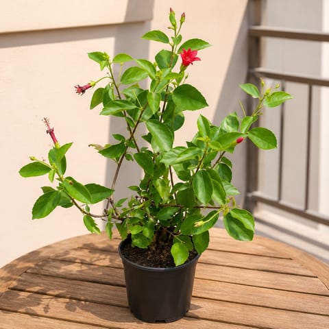 Hibiscus Red in 6 Inch Nursery Bag