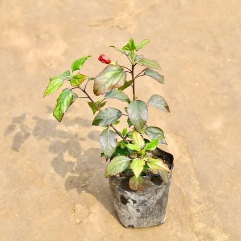 Hibiscus / Gudhal Red in 4 Inch Nursery Bag