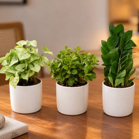 Home Decor Plants  - Set of 3 - ZZ Green, Syngonium White & Jade Mini / Elephant Bush in 4 Inch White Classy Cylindrical Ceramic Pot | Decorative plants