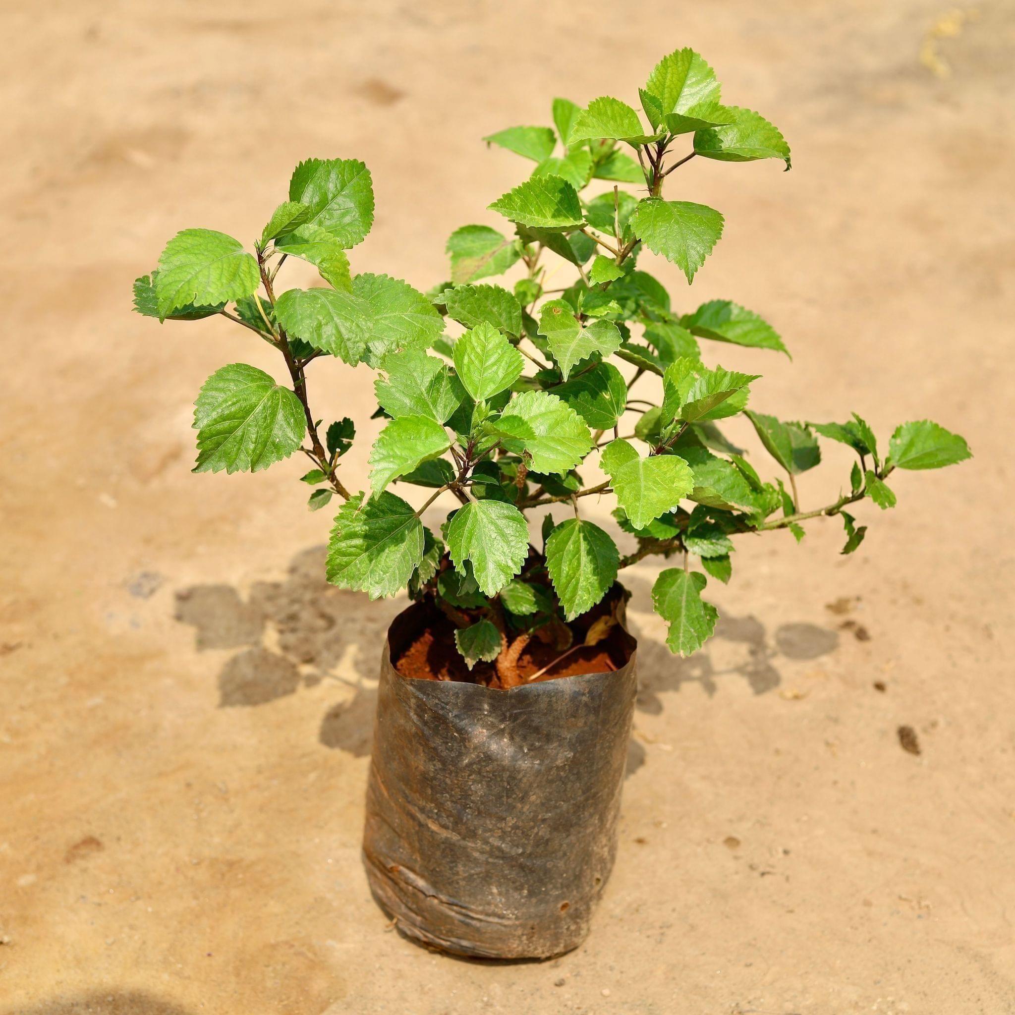 Hibiscus / Gudhal Hybrid (any colour) in 6 Inch Nursery Bag