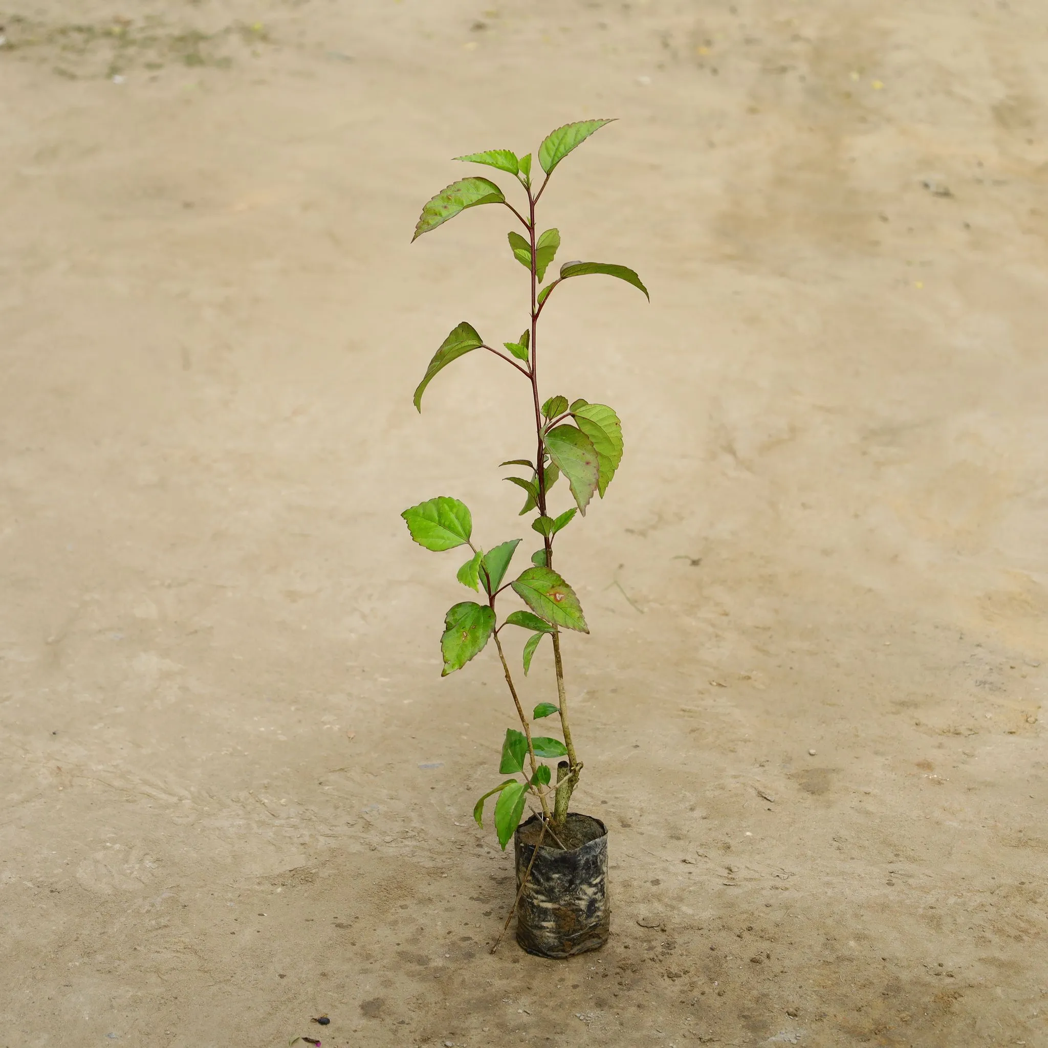 Hibiscus / Gudhal Red in 4 Inch Nursery bag