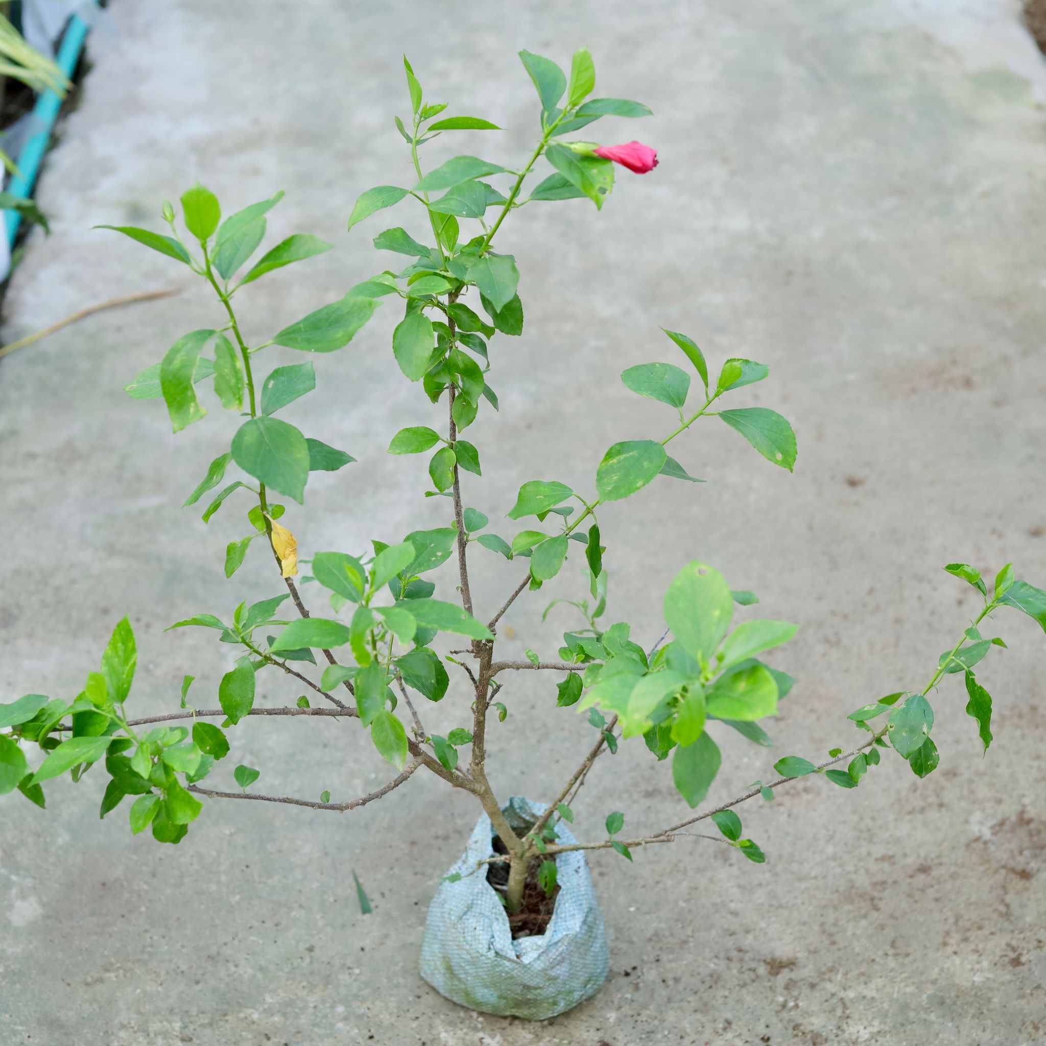 Hibiscus / Gudhal High Choice (any colour) in 8 Inch Nursery bag