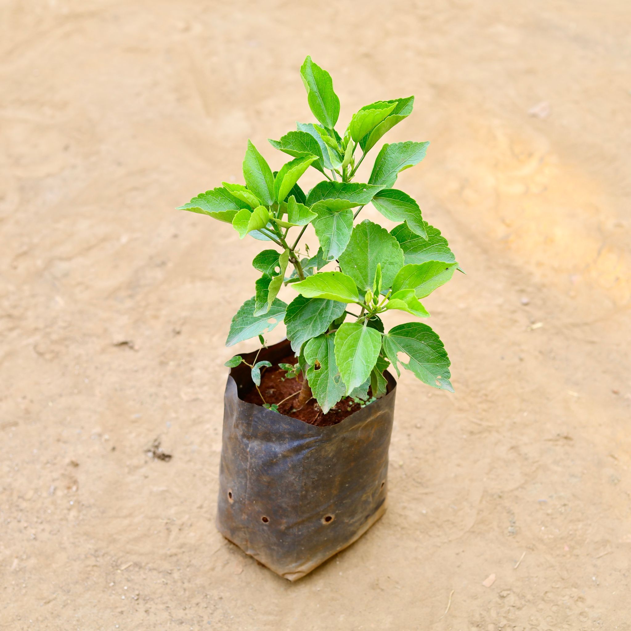 Hibiscus / Gudhal Dwarf (Any Colour) in 6 Inch Nursery Bag