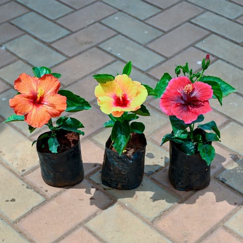Set of 3 - Hibiscus / Gudhal Dwarf (Any Colour) in 4 Inch Nursery Bag