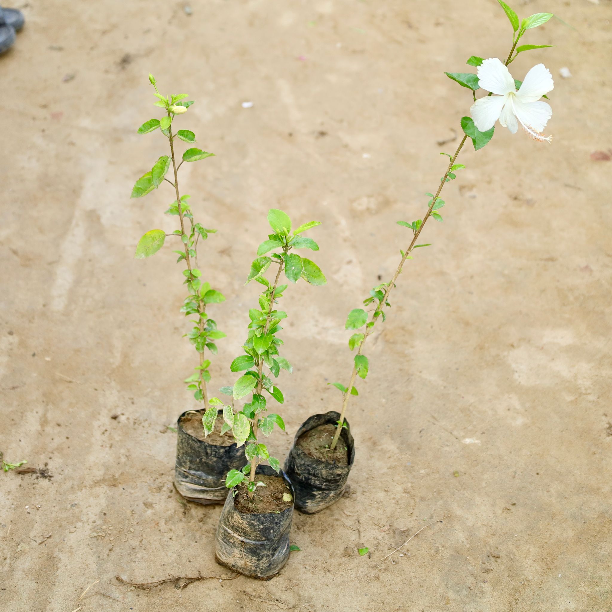 Set Of 3 - Hibiscus Desi / Gudhal (Any Colour) in 4 Inch Nursery Bag