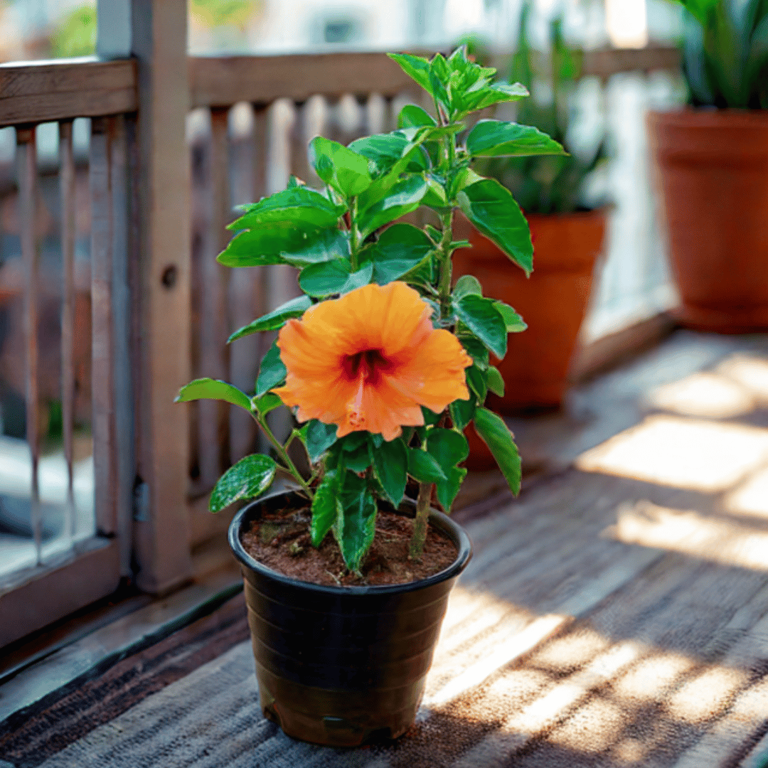 Hibiscus / Gudhal (Any Cololur) in 8 Inch Nursery Pot