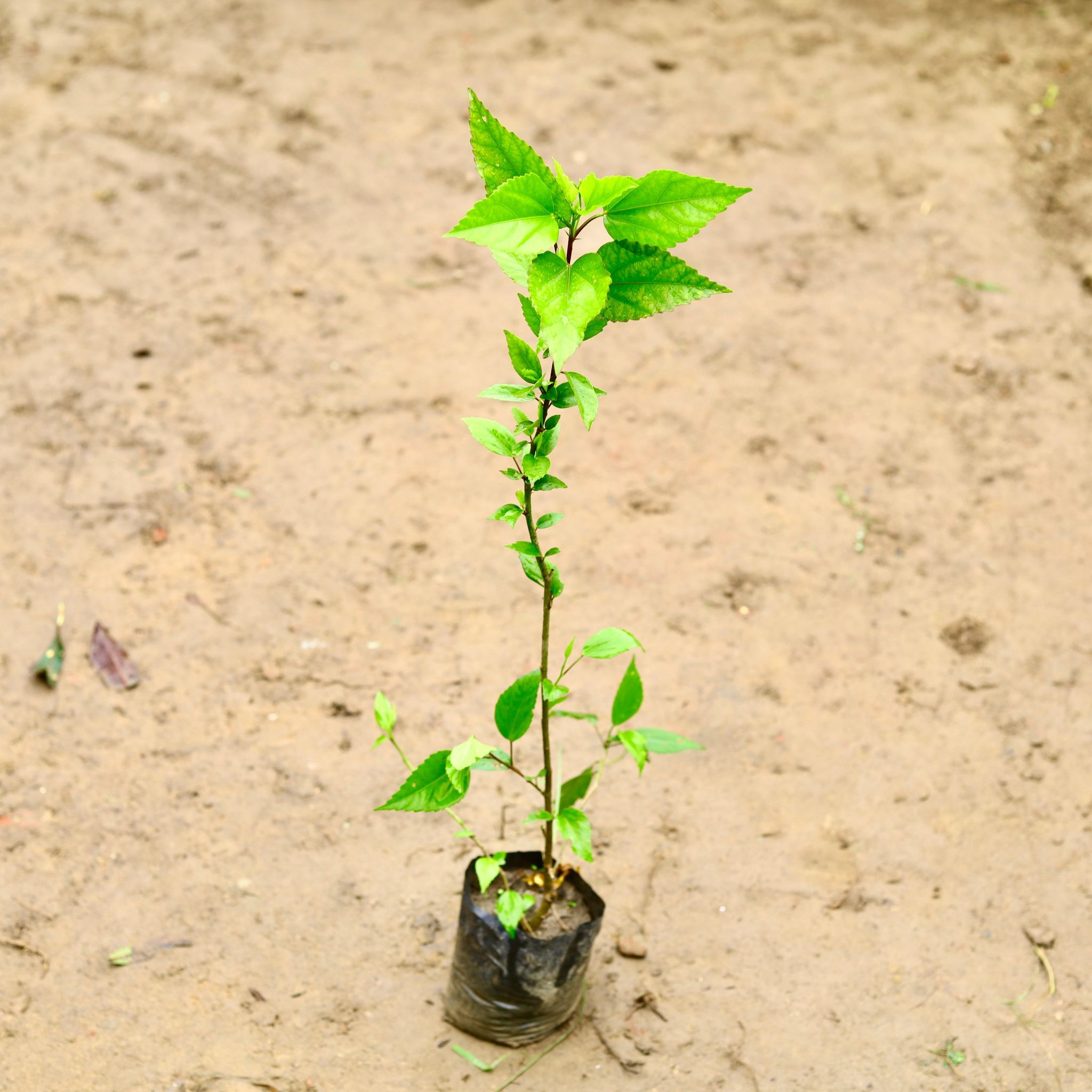 Hibiscus / Gudhal (Any Colour) in 4 Inch Nursery Bag