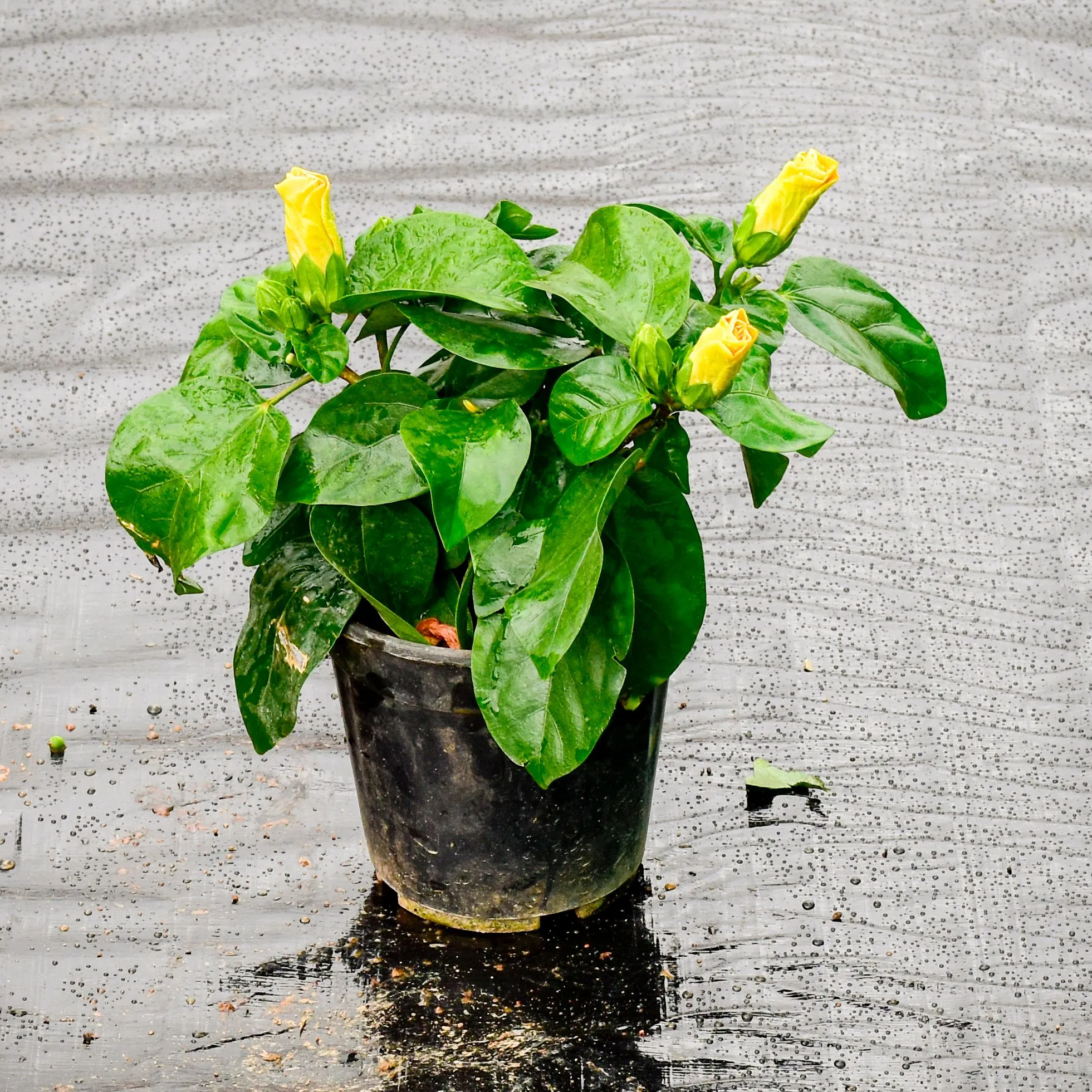 Hibiscus Dwarf Yellow in 6 Inch Nursery Pot