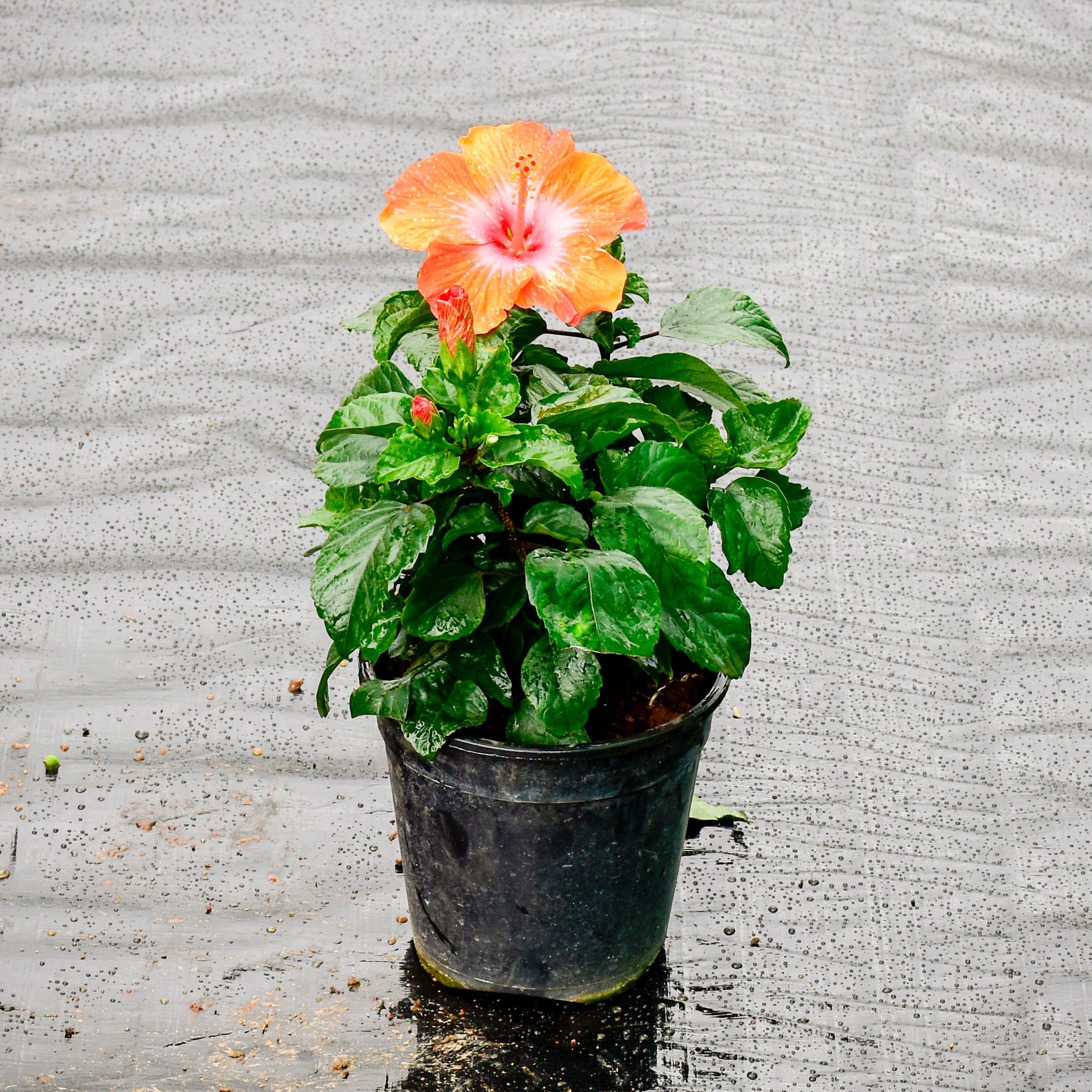 Hibiscus Dwarf Orange in 6 Inch Nursery Pot