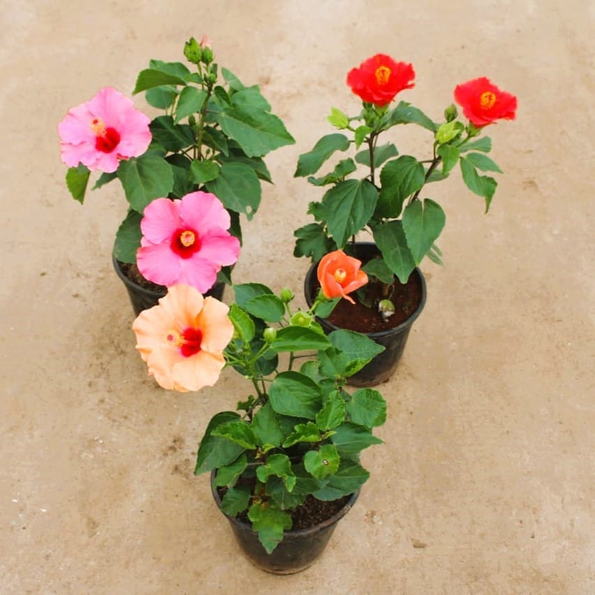 Set of 3 - English Hibiscus (Different Colours) in 6 Inch Nursery Pot