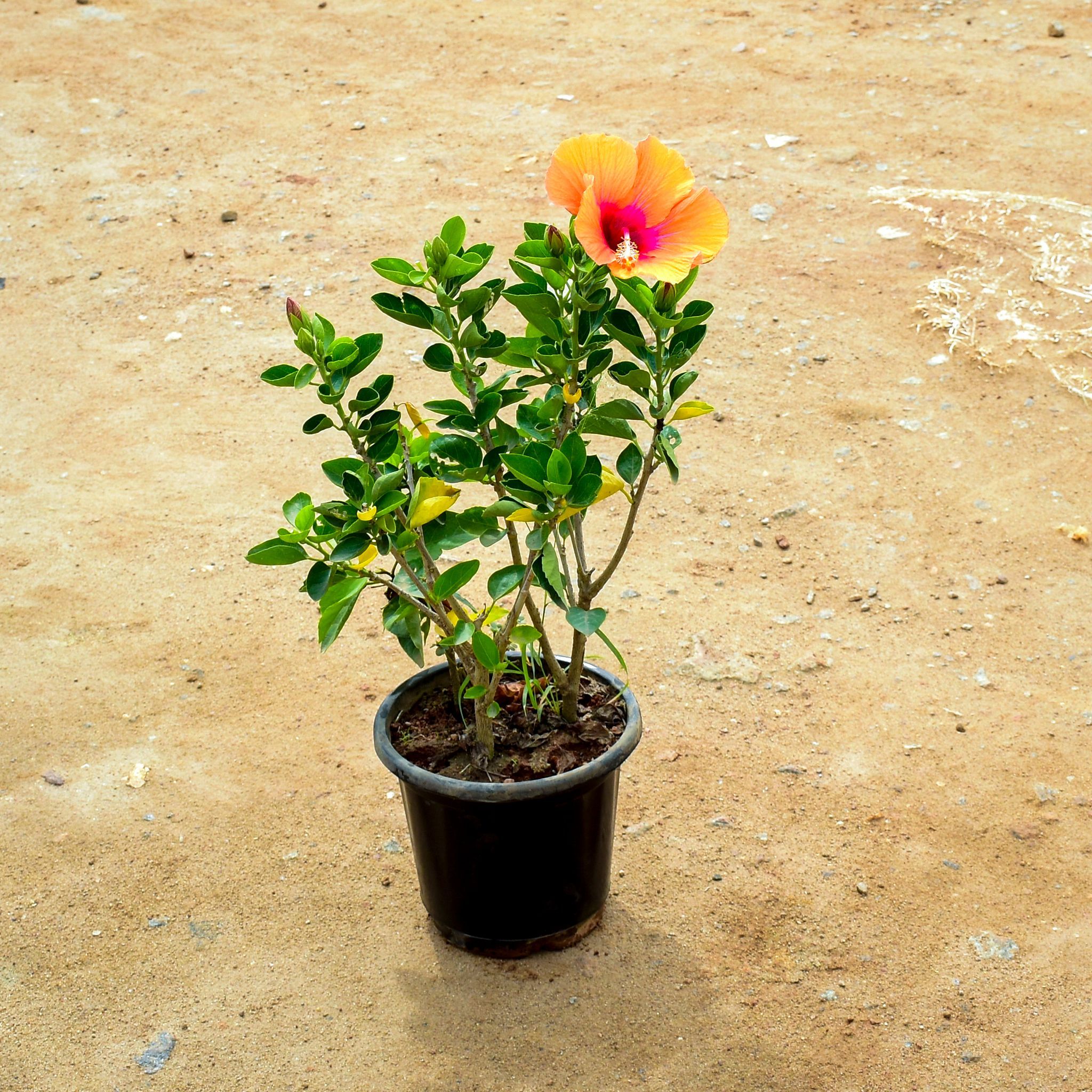 Hibiscus Orange in 10 Inch Nursery Pot