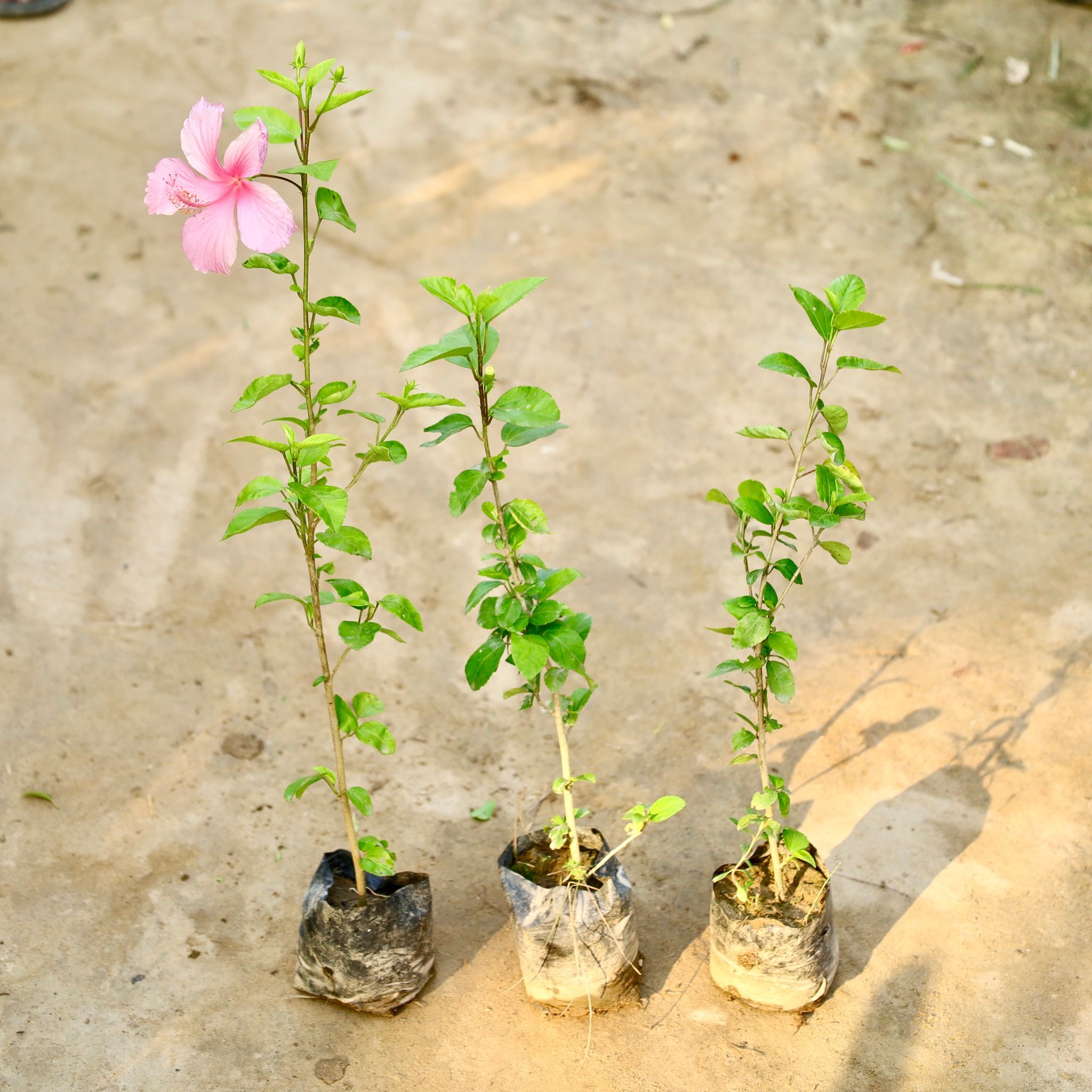 Set of 3 - Hibiscus / Gudhal (Any Colour) in 4 Inch Nursery Bag