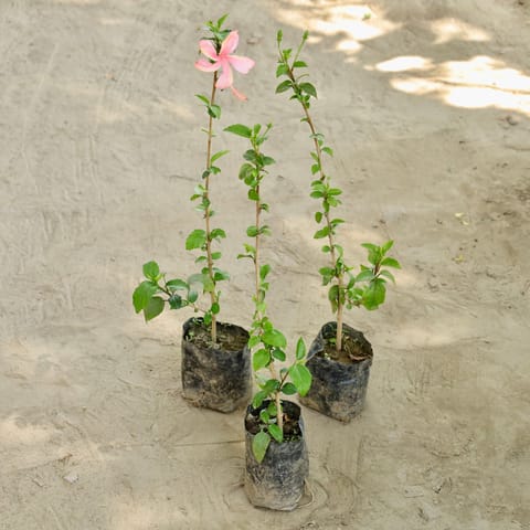 Set of 3 - Hibiscus / Gudhal (Any Colour) in 4 Inch Nursery bag