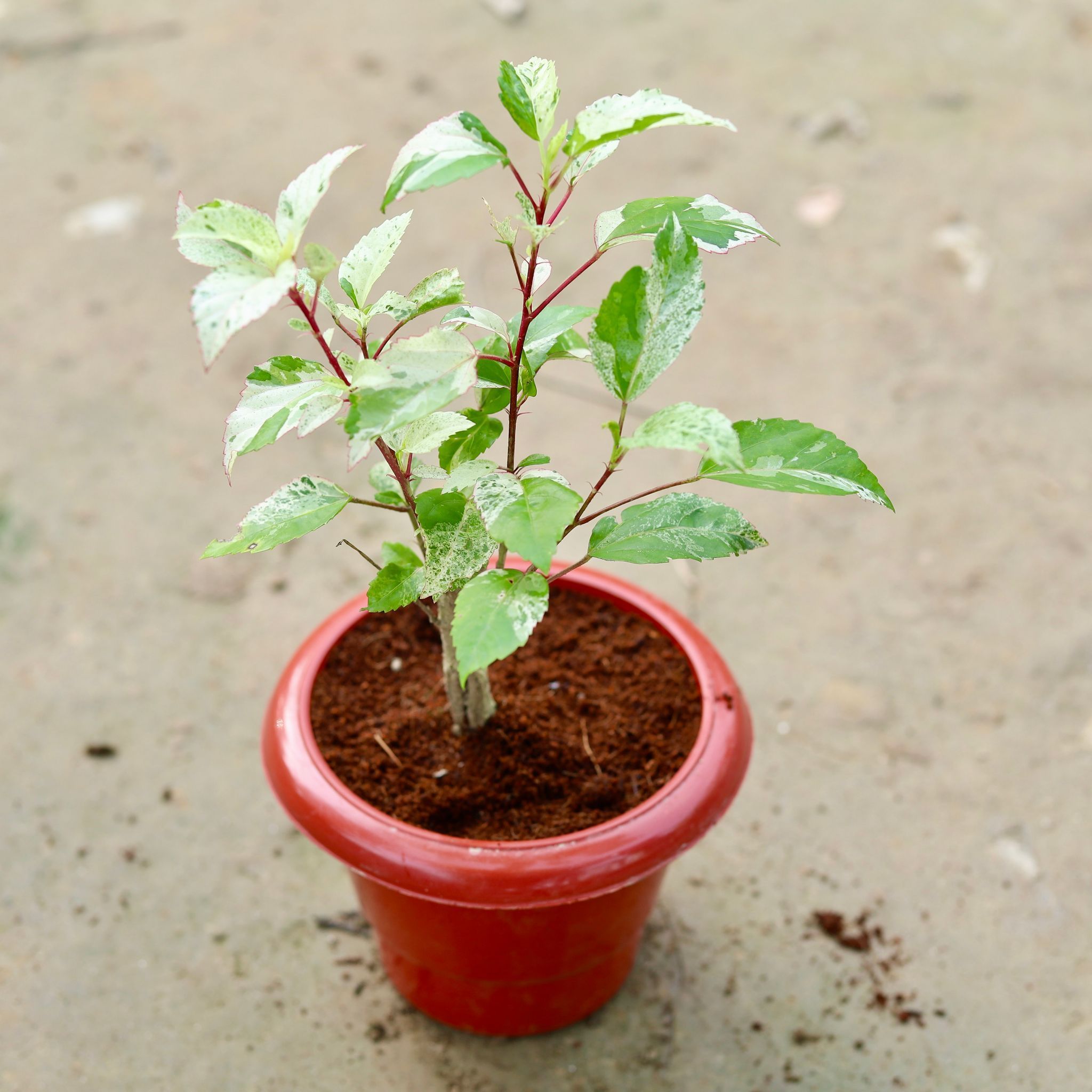 Variegated Hibiscus / Gudhal Red in 6 Inch Classy Red Plastic Pot