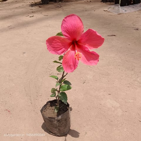 Hibiscus Pink Big Flower in 4 Inch Nursery Bag