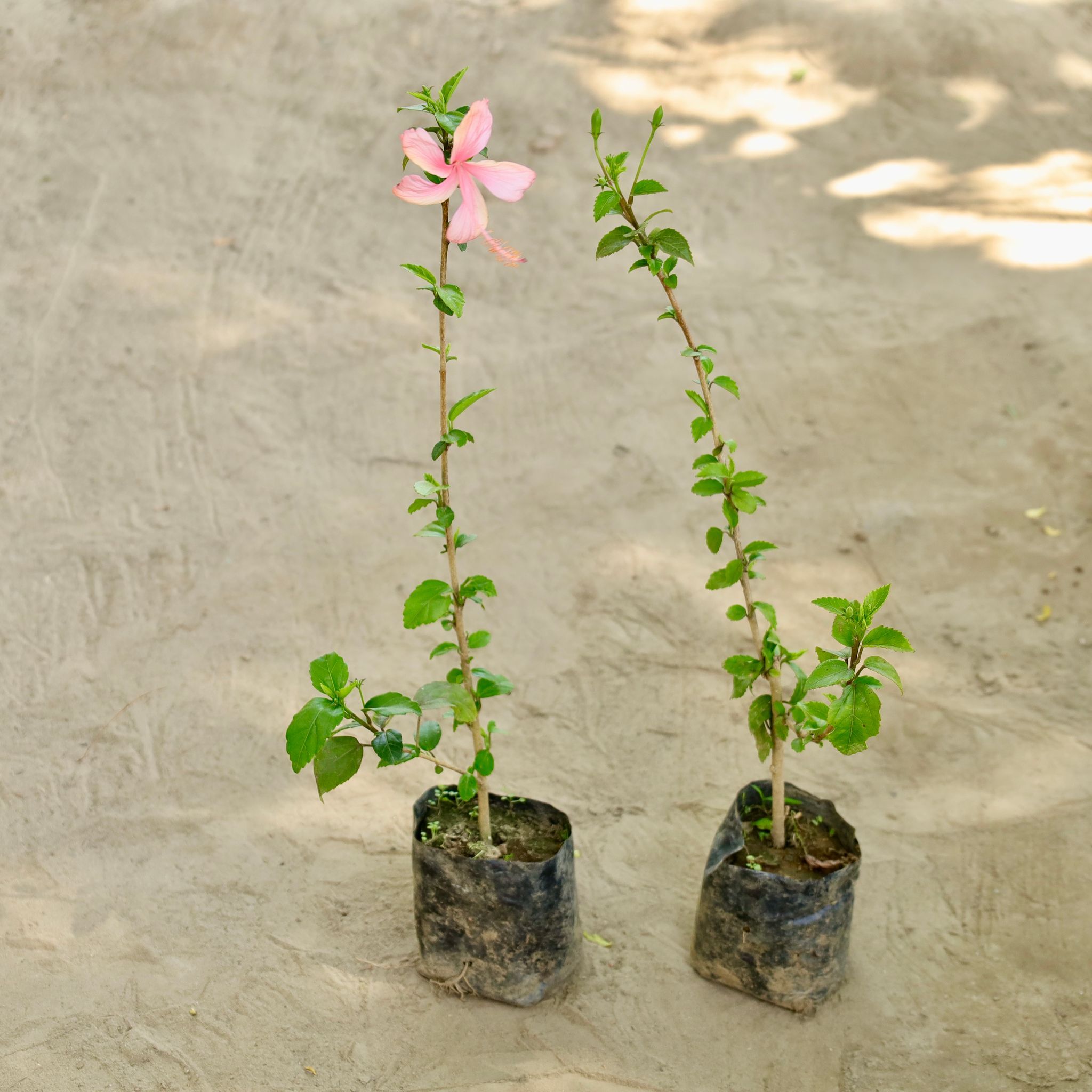 Set of 2 -Hibiscus / Gudhal (Any Colour) in 4 Inch Nursery bag