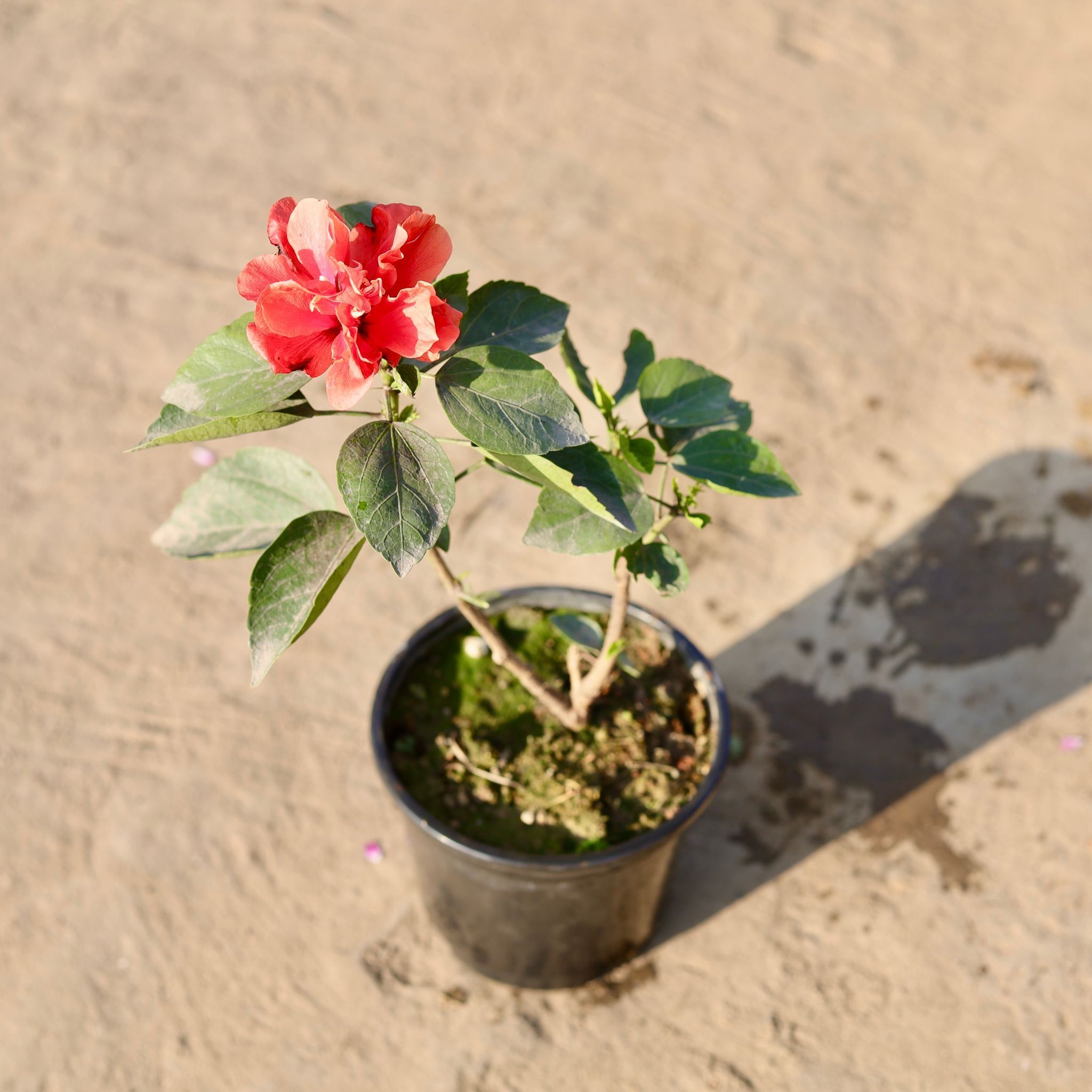 Hibiscus Dwarf (Any Colour) in 6 Inch Nursery Pot