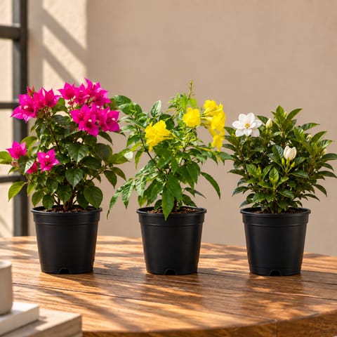 Permanent  flowering Plants Bloom - Set of 3 - Bougainvillea Pink, Gardenia / Gandhraaj & Tecoma Yellow in 5 Inch Nursery Pot