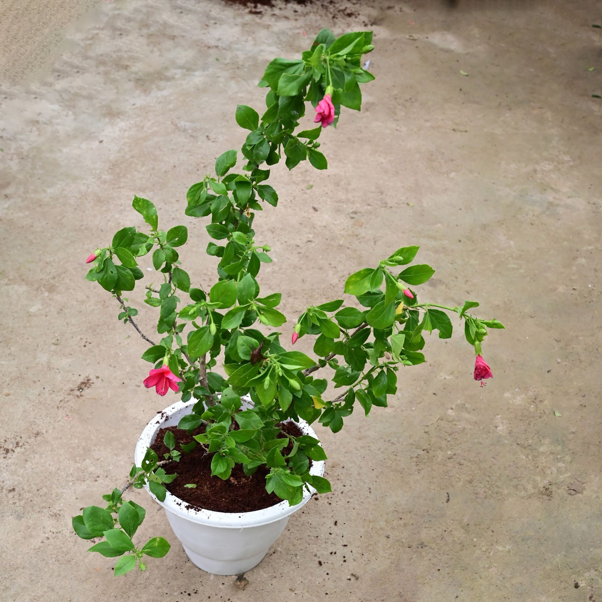 Hibiscus / Gudhal High Choice (any colour) (~ 1.5 Ft) in 10 Inch White Classy Plastic Pot