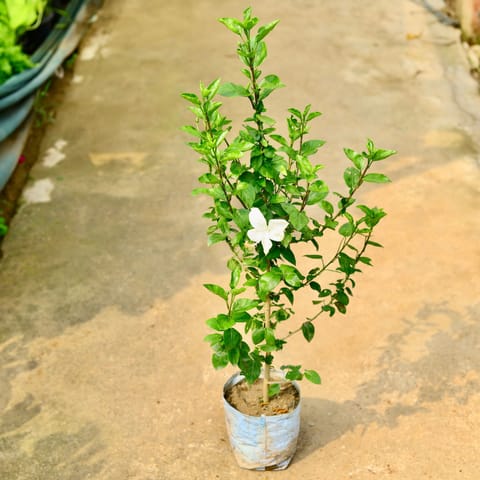 Hibiscus / Gudhal White in 8 Inch Nursery Bag