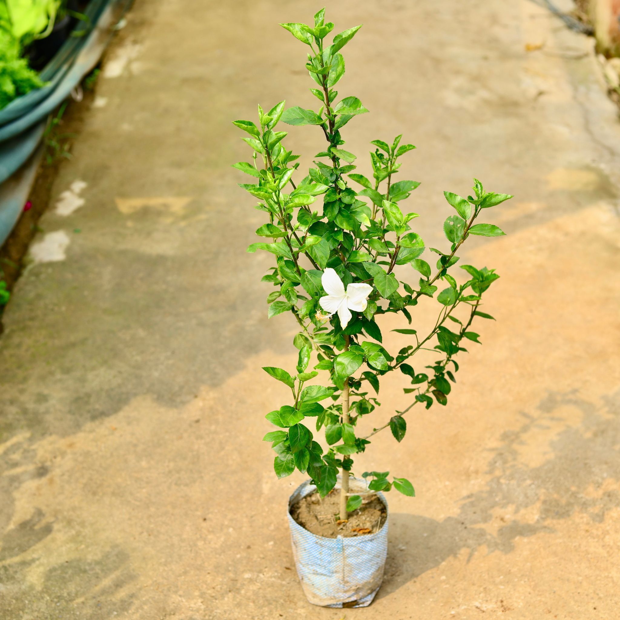 Hibiscus / Gudhal White in 8 Inch Nursery Bag