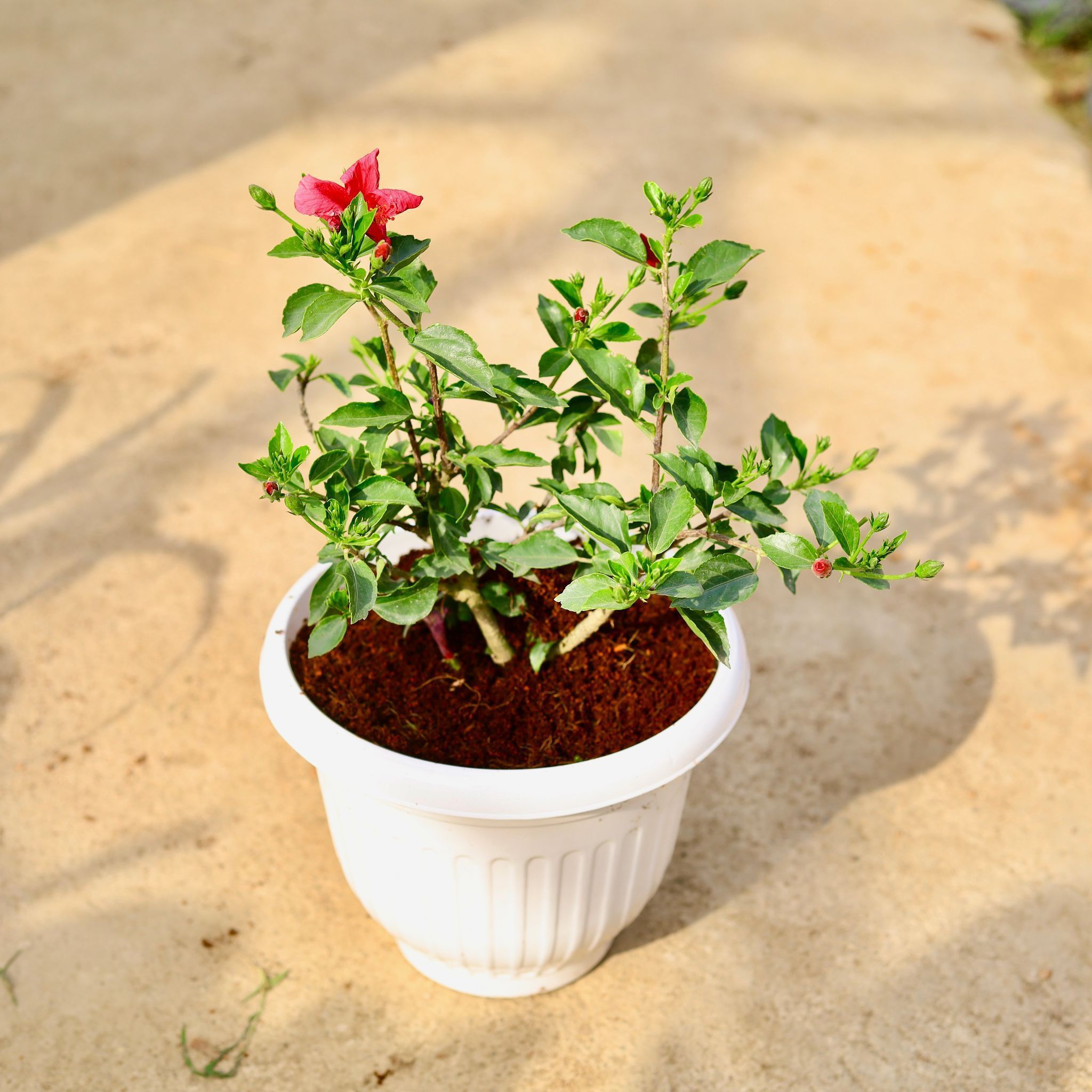Hibiscus High Choice (any colour) in 10 Inch White Olive Plastic Pot