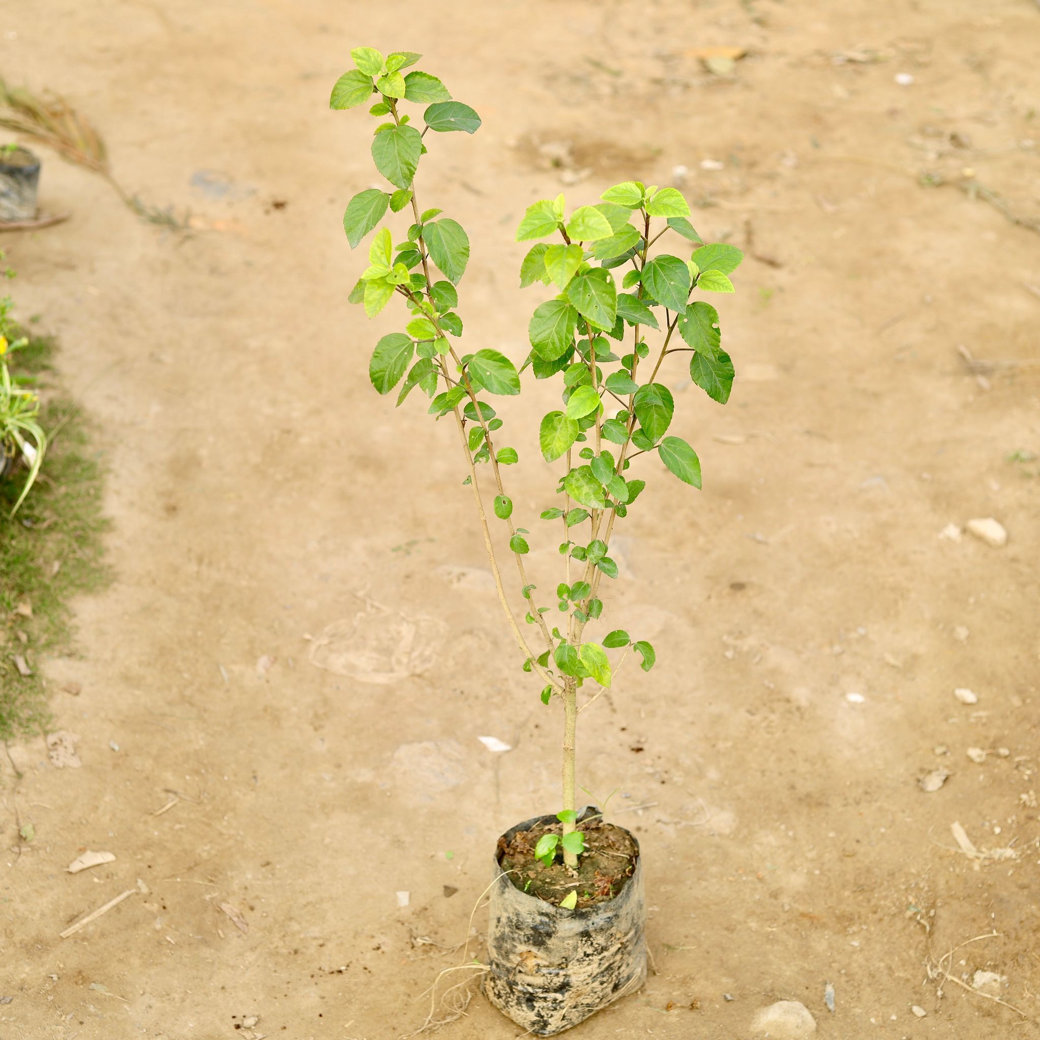 Hibiscus / Gudhal White in 4 Inch Nursery Bag