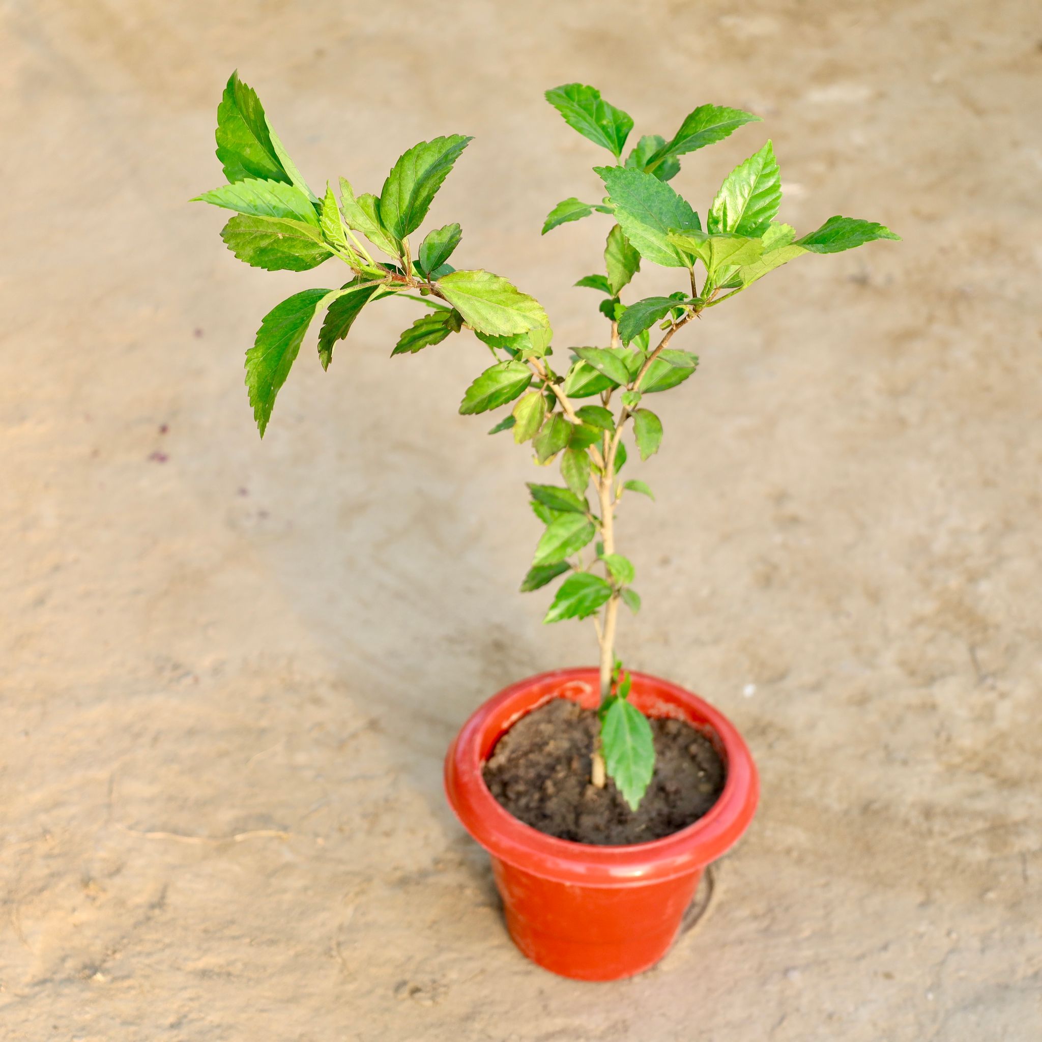 Hibiscus / Gudhal (Any Colour) in 6 Inch Nursery Pot