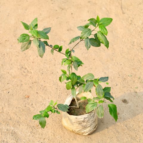 Hibiscus White in 8 Inch Nursery Bag