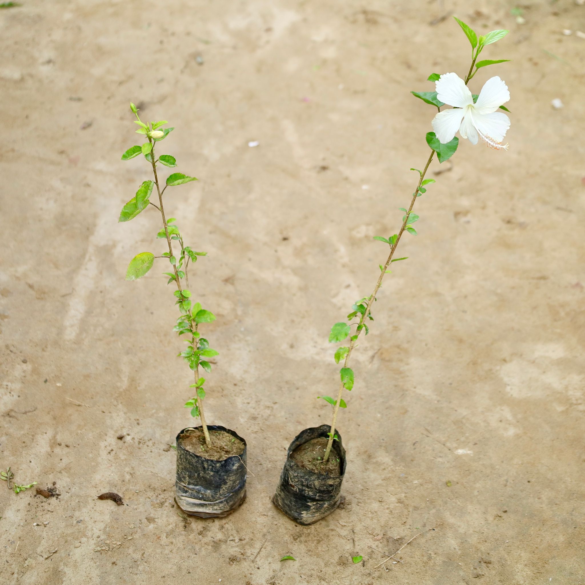 Set Of 2 - Hibiscus Desi / Gudhal (Any Colour) in 4 Inch Nursery Bag