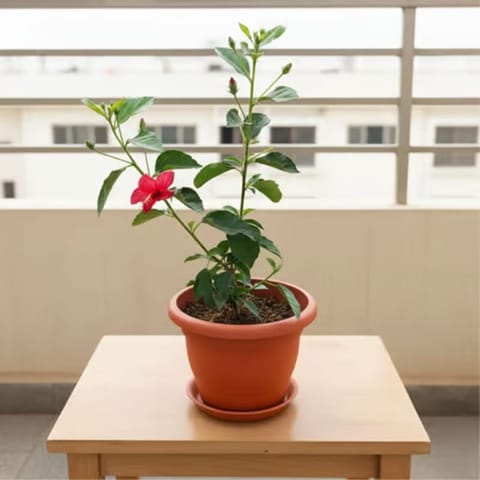 Hibiscus China Pink in 7 Inch Classy Red Plastic Pot with Tray