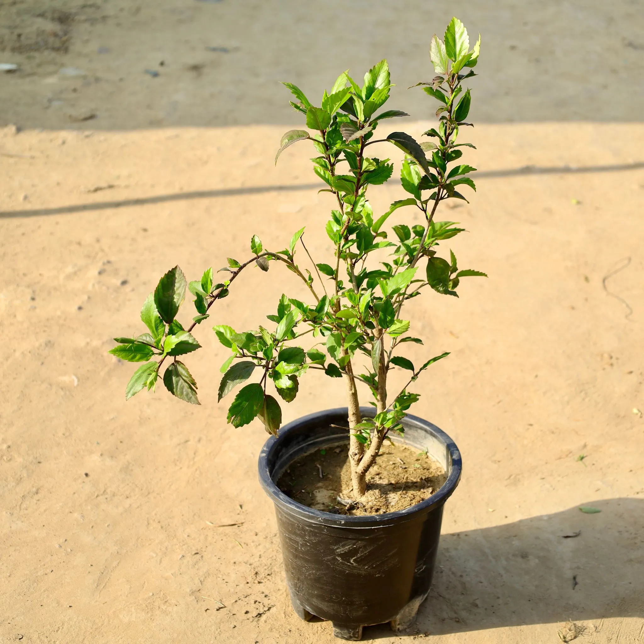 Hibiscus / Gudhal (Any Colour) in 10 Inch Nursery Pot