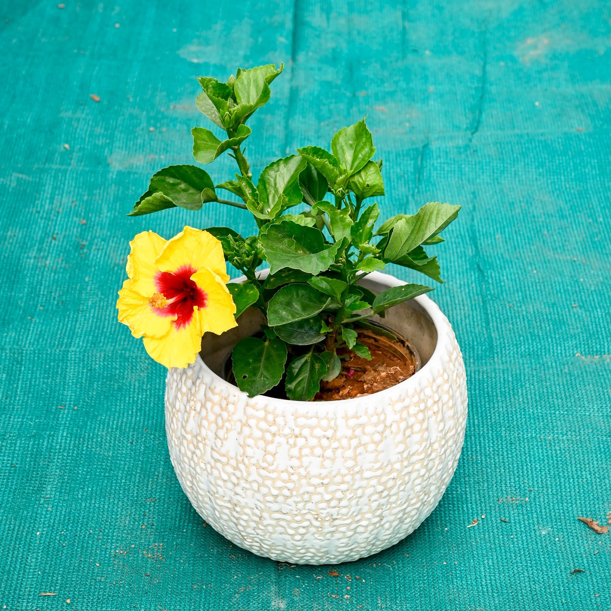 Hibiscus / Gudhal (Any Colour) in 7 Inch Pebble Wave Designer Ceramic Pot (Any Colour)