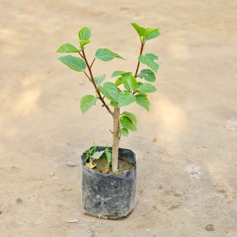 Hibiscus / Gudhal (Any Colour) in 4 Inch Nursery bag