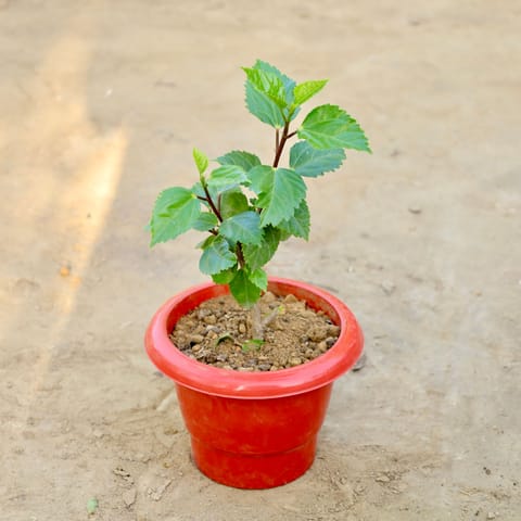 Hibiscus Desi (Any Colour) in 6 Inch Red Classy Plastic Pot