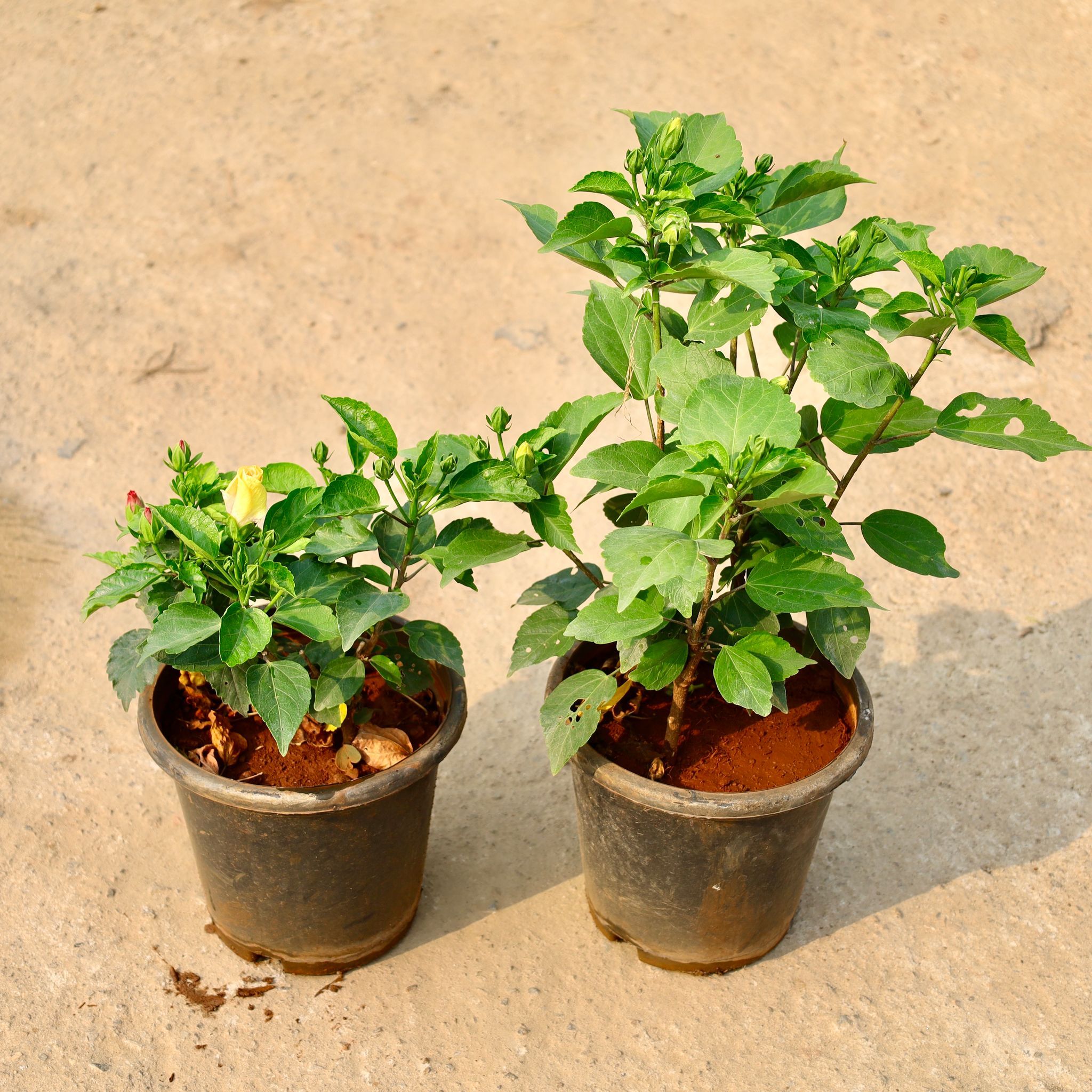 Set of 2 - Hibiscus / Gudhal (Any Colour) in 8 Inch Nursery Pot