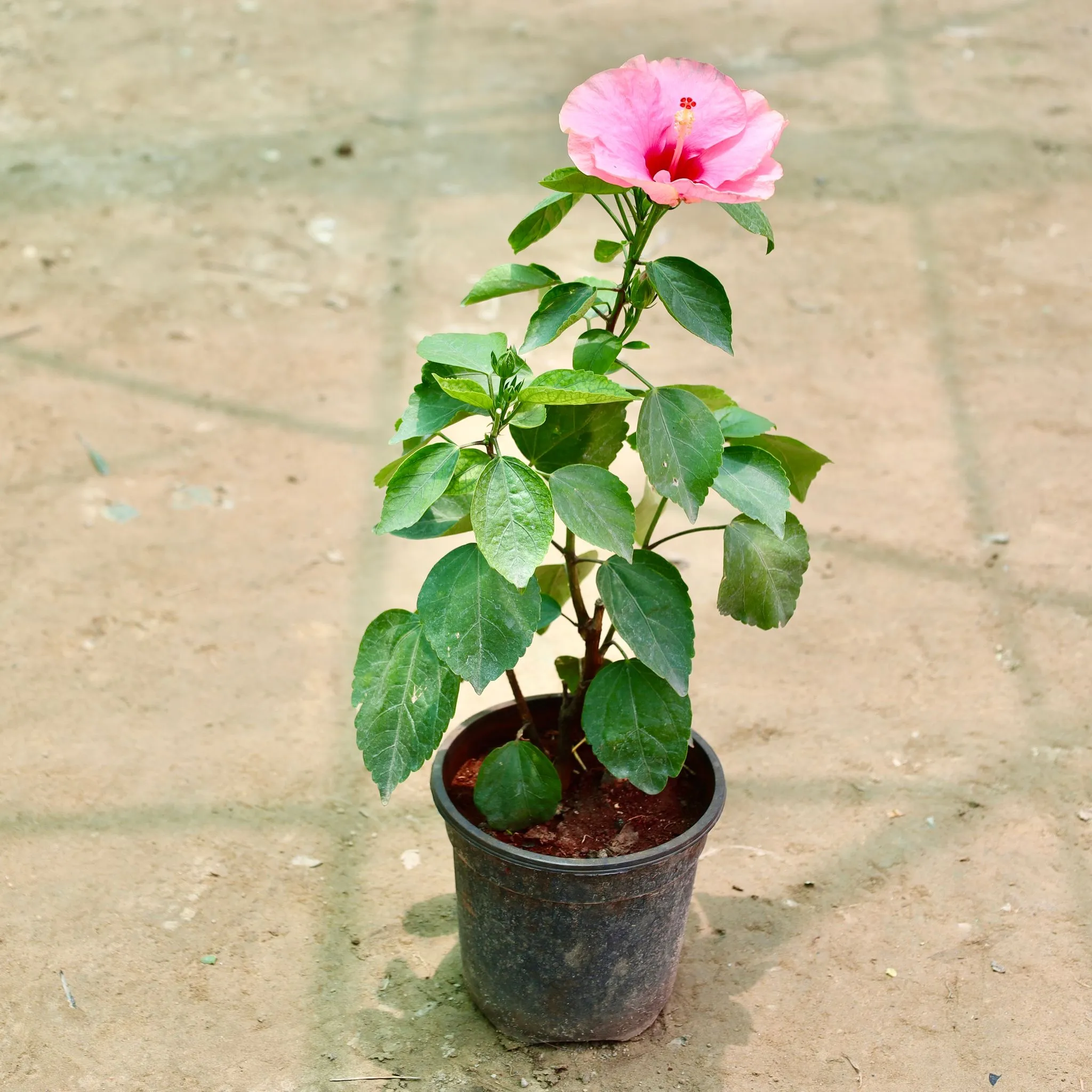 Hibiscus / Gudhal (Any Colour) in 6 Inch Nursery Pot