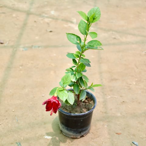 Hibiscus / Gudhal (Any Colour) in 6 Inch Nursery Pot