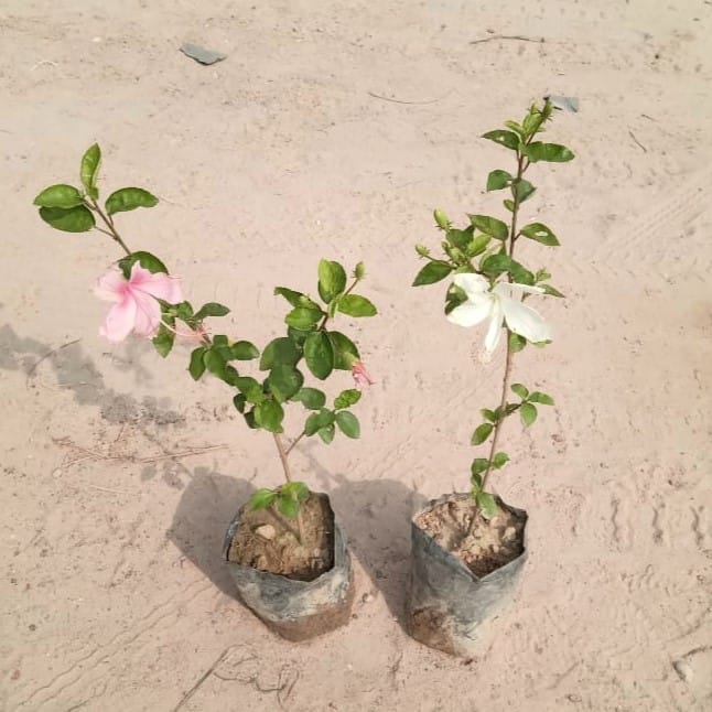 Set of 2 - Hibiscus / Gudhal (Pink & White) in 4 Inch Nursery Bag