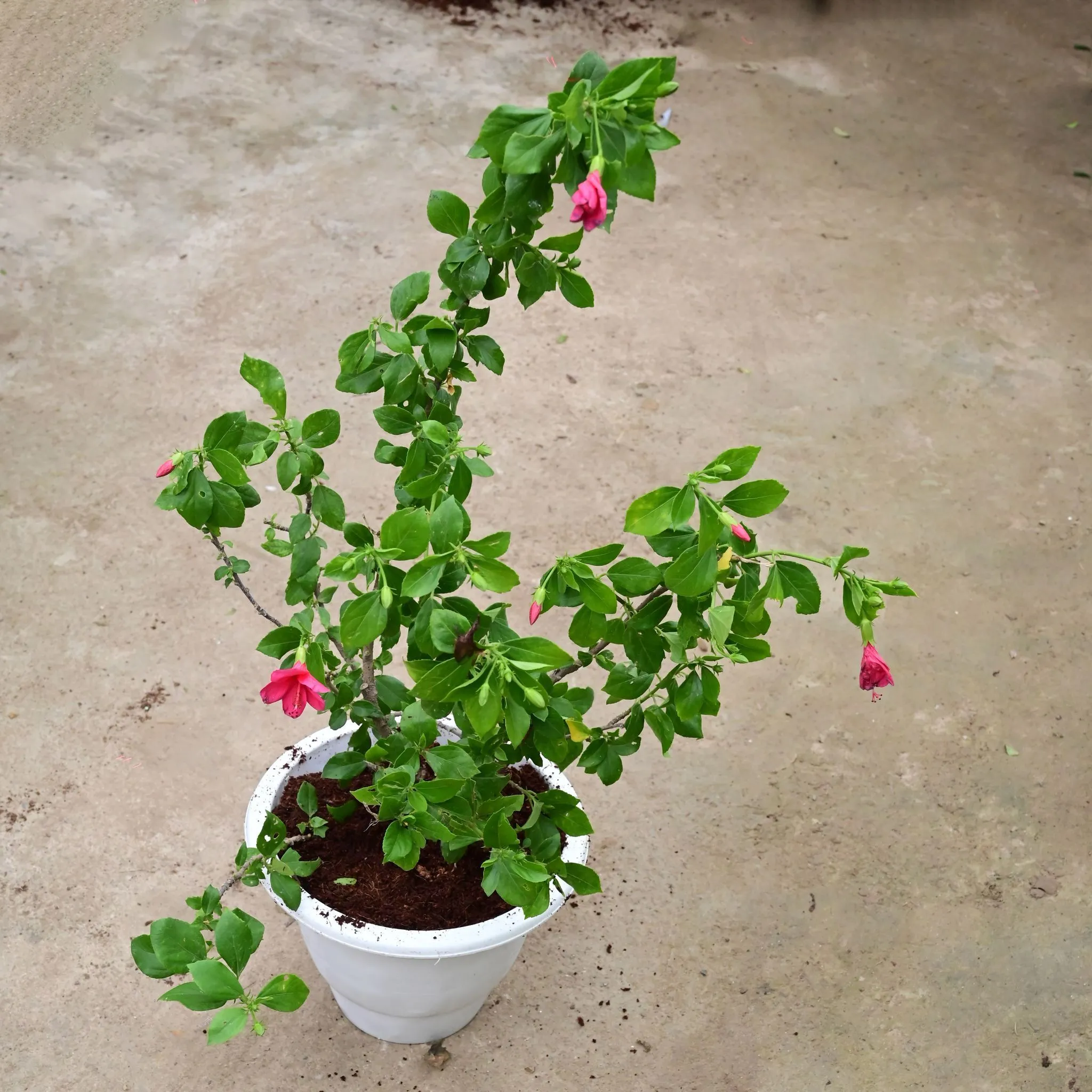 Hibiscus / Gudhal High Choice (any colour) (~ 1.5 Ft) in 10 Inch White Classy Plastic Pot