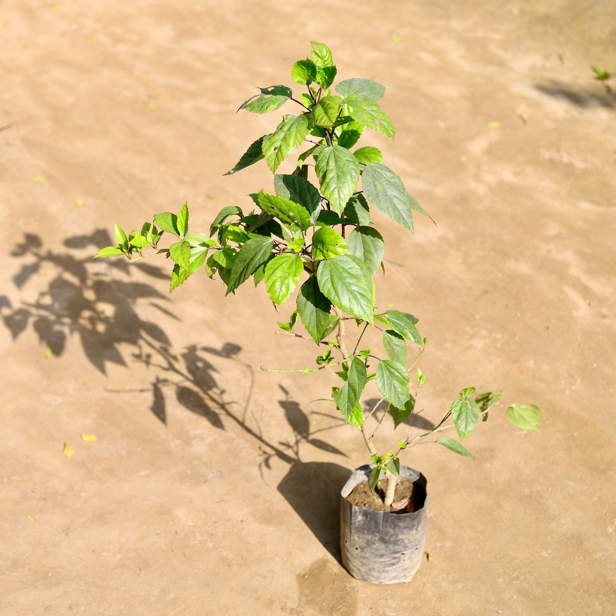 Hibiscus / Gudhal (Any Colour) in 7 Inch Nursery bag