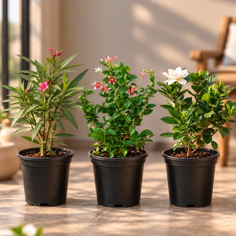 Fragrant Flowering Plants Collection - Set of 3 - Gardenia / Gandhraaj, Rangoon Creeper / Madhu Malti & Kaner / Oleander (Any Colour) in 6 Inch Nursery Pot