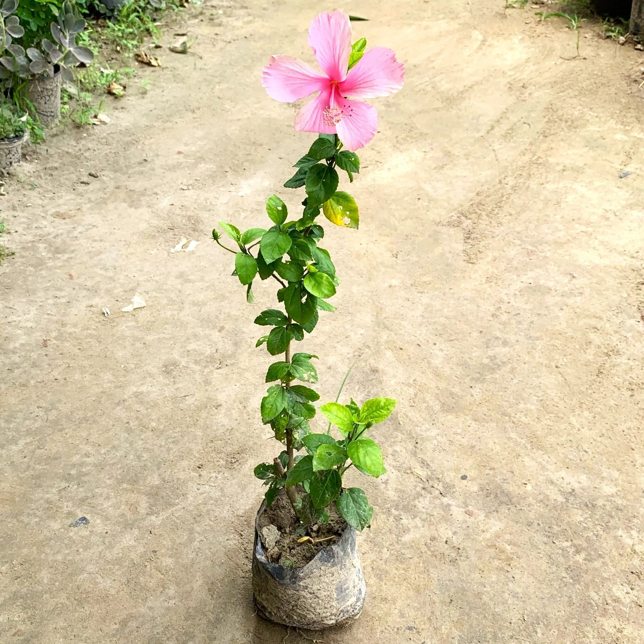 Desi Pink Hibiscus / Gudhal in 6 Inch Nursery Bag