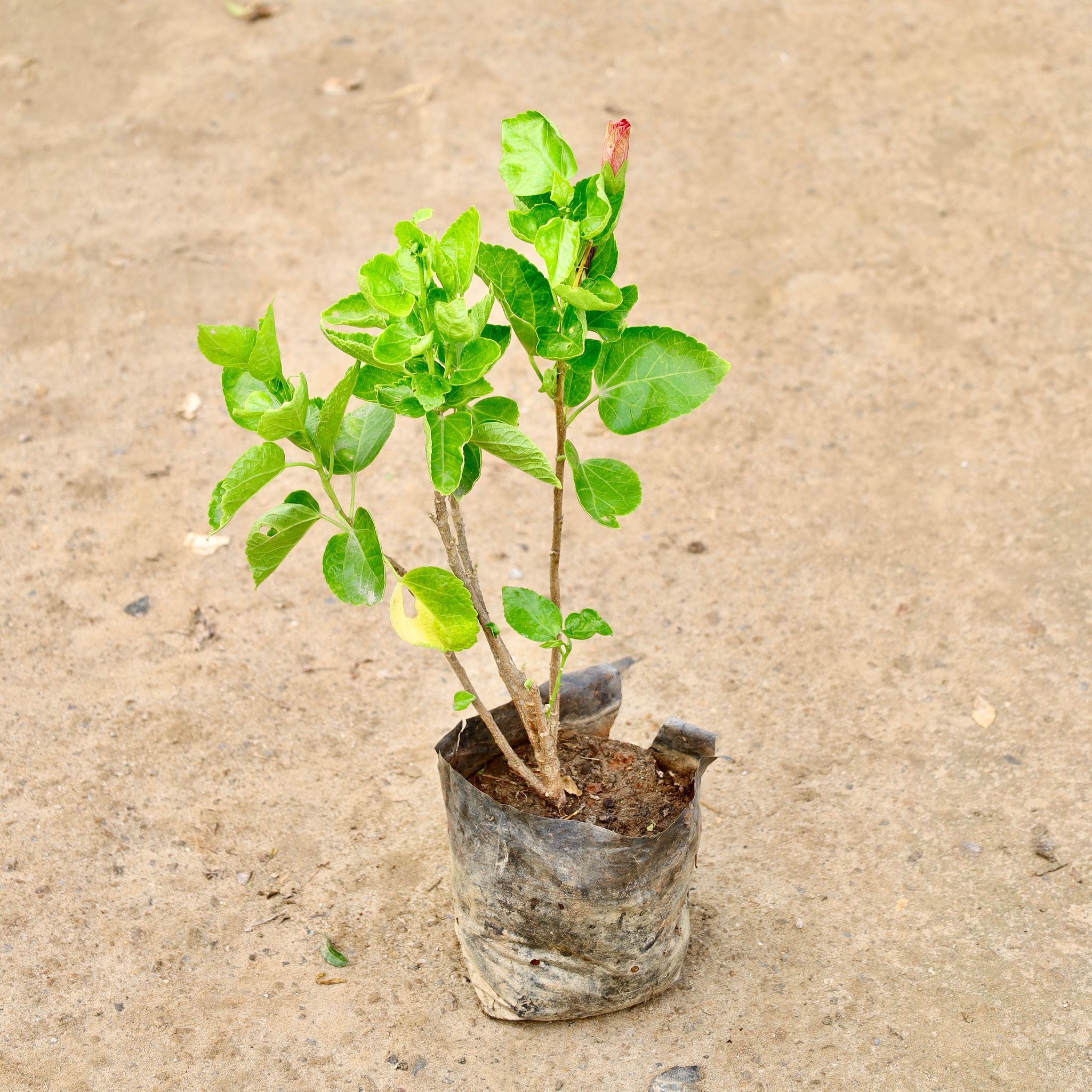 Hibiscus / Gudhal (Any Colour) in 7 Inch Nursery Bag
