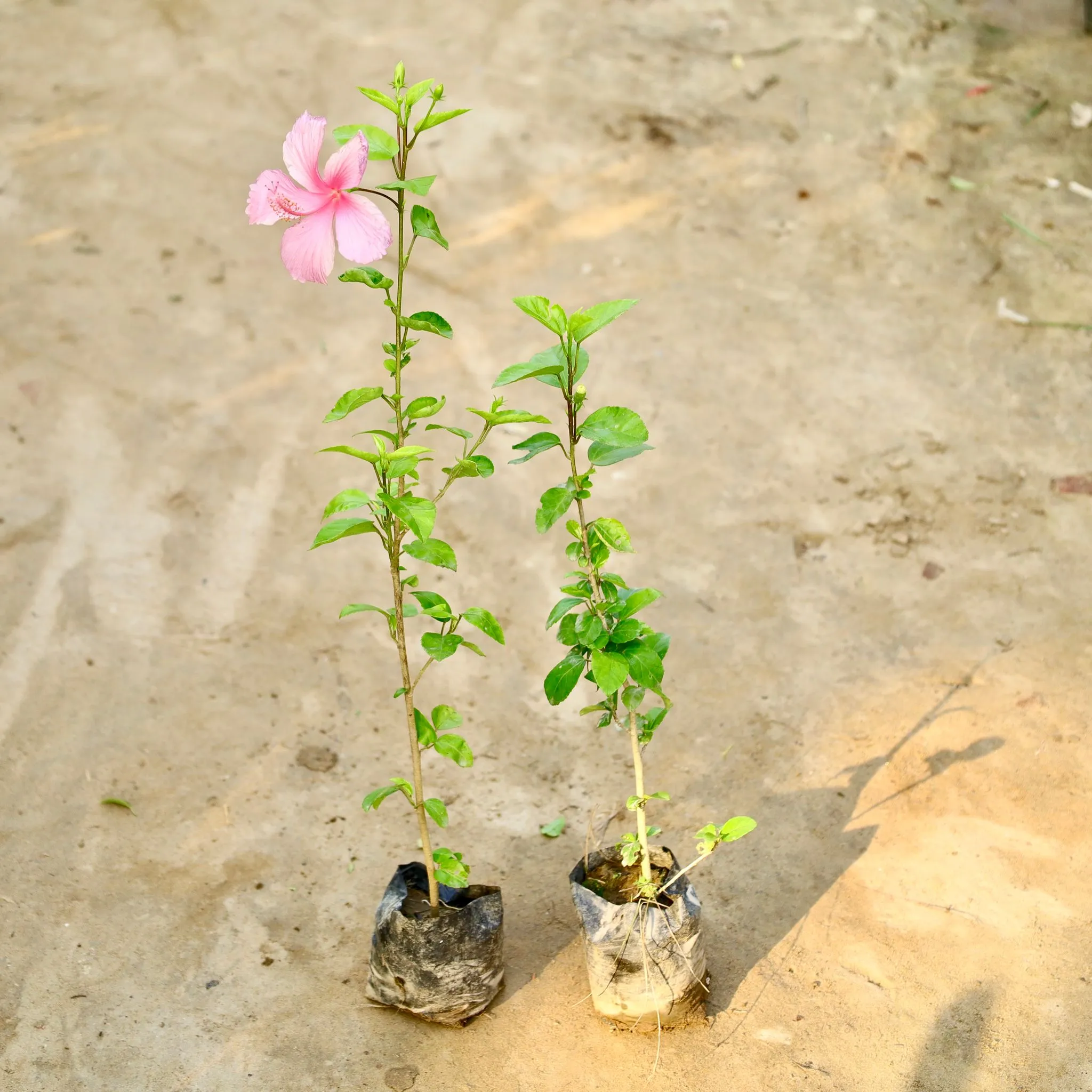 Set of 2 - Hibiscus / Gudhal (Any Colour) in 4 Inch Nursery Bag