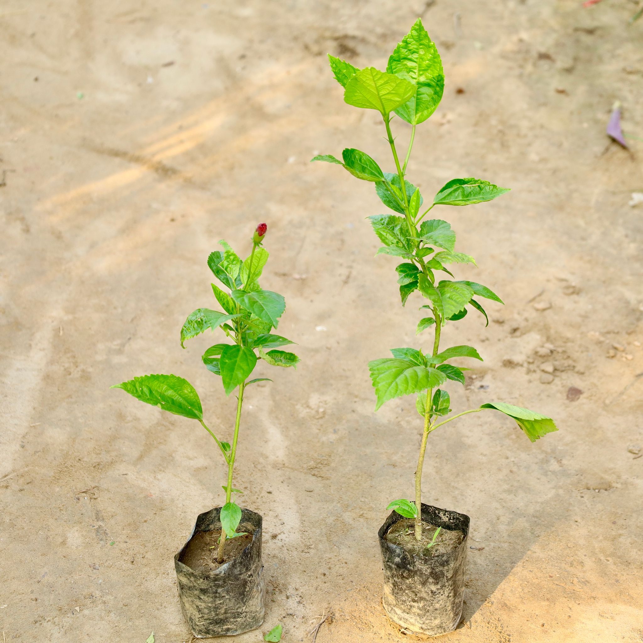 Set of 2 - Hibiscus / Gudhal (Any Colour) in 4 Inch Nursery Bag