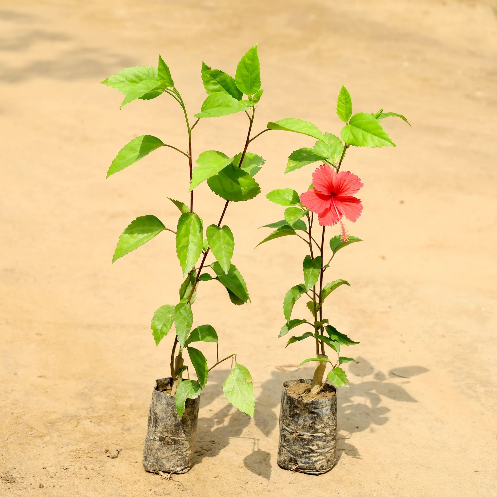 Set of 2 - Hibiscus / Gudhal (Any Colour) in 4 Inch Nursery Bag