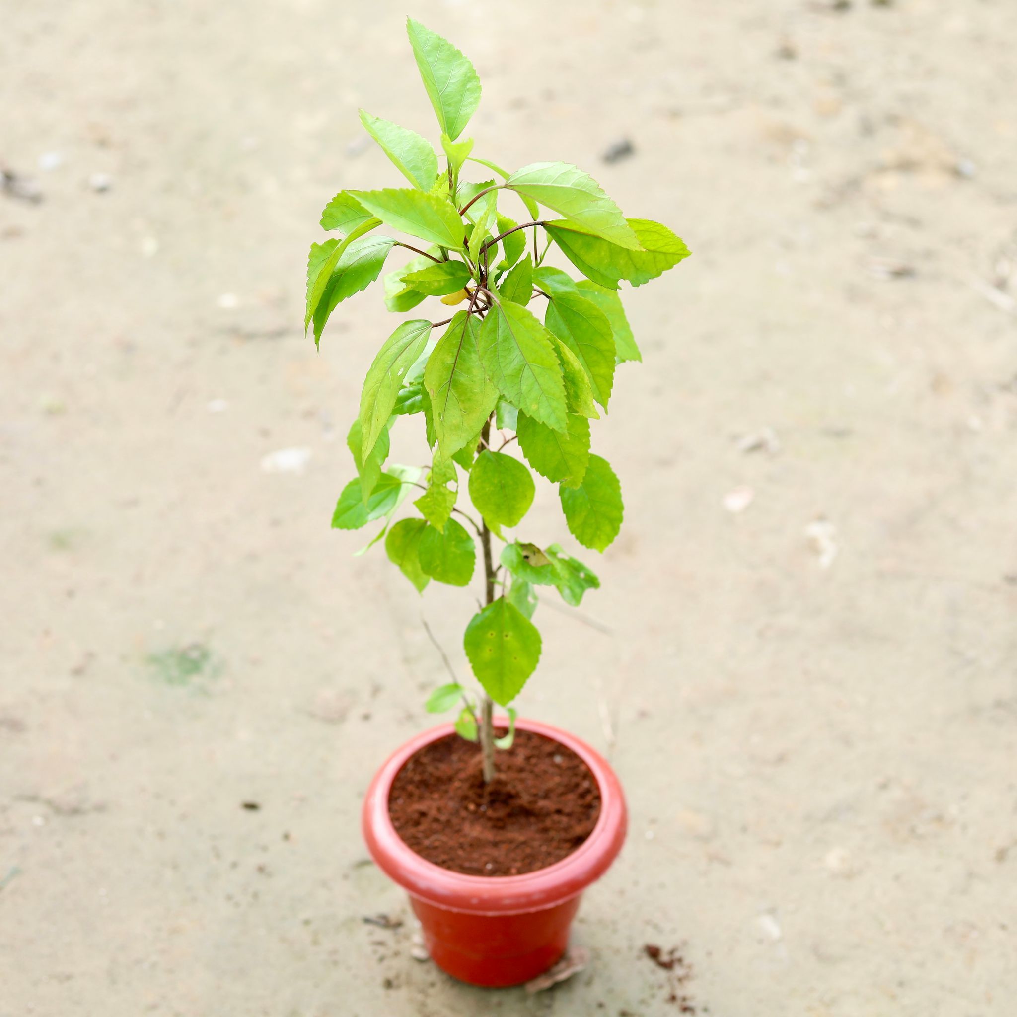 Hibiscus / Gudhal Desi Red in 6 Inch Classy Red Plastic Pot