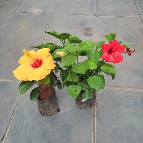 Set of 2 - Hibiscus / Gudhal (any colour) in 4 Inch Nursery Bag